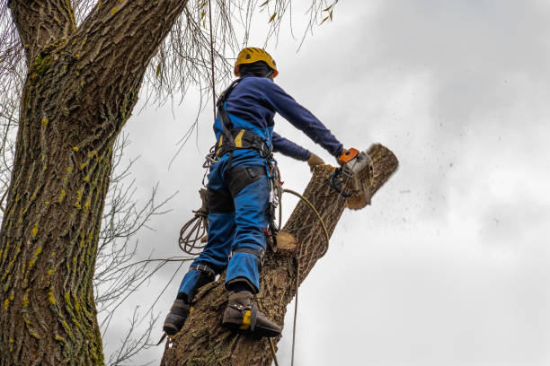 Trusted Essex Junction, VT  Tree Services Experts